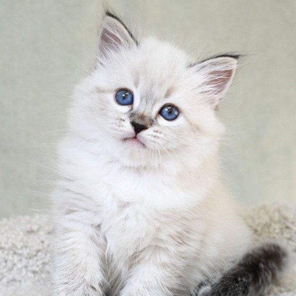 Siberian EZ Kassey