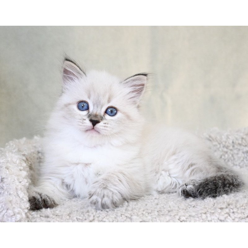 Siberian EZ Kassey