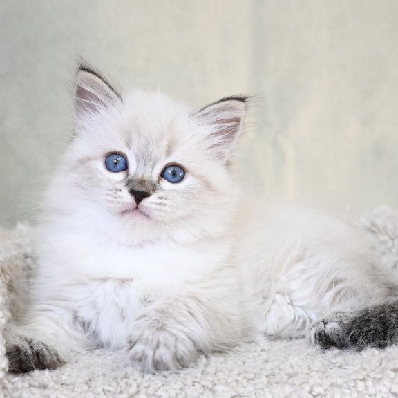 Siberian EZ Kassey