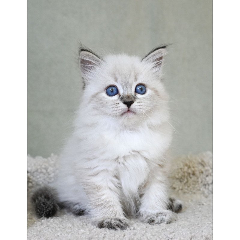Siberian EZ Kassey