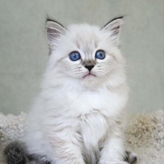 Siberian EZ Kassey