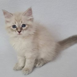 Siberian EZ Bella