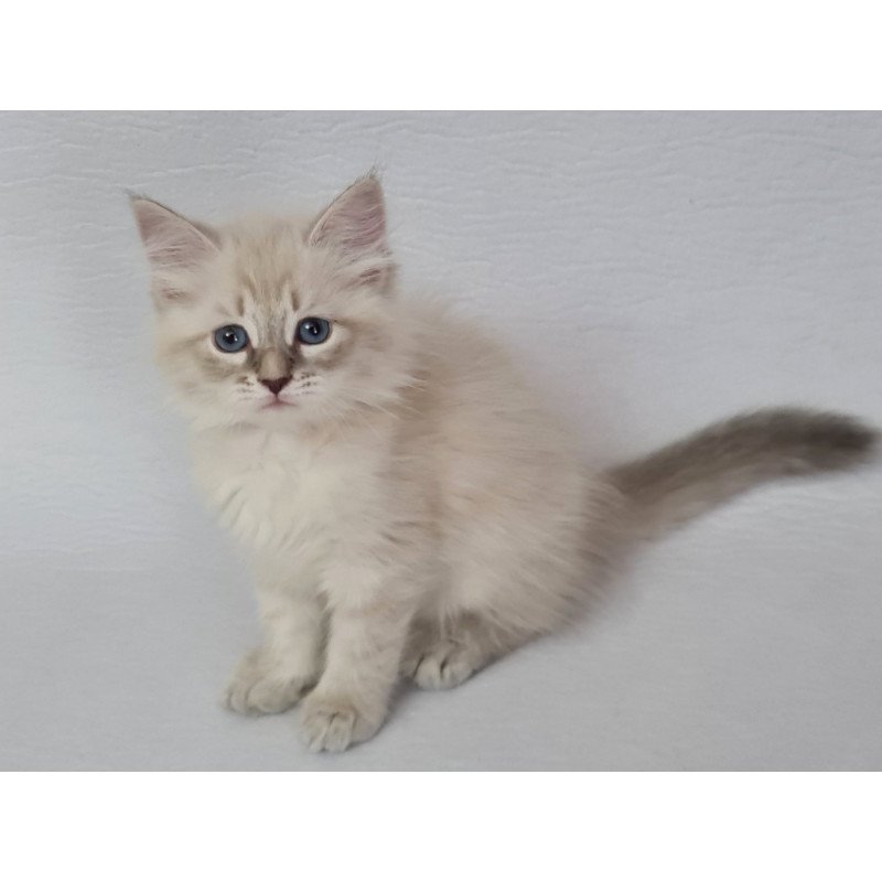 Siberian EZ Bella