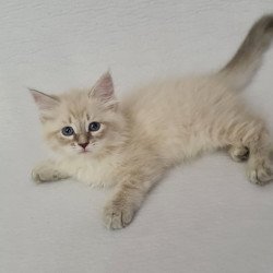 Siberian EZ Bella