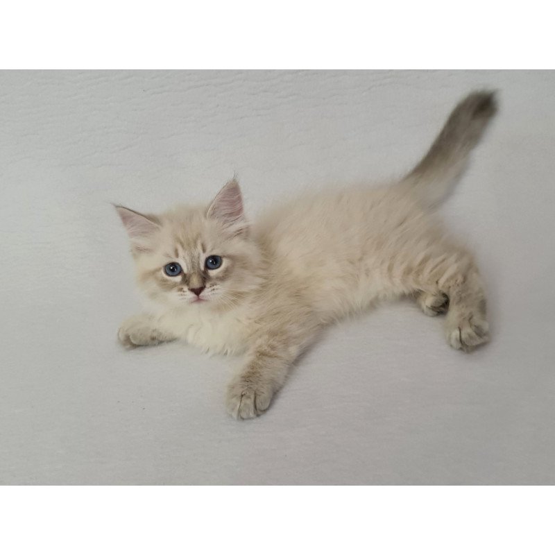 Siberian EZ Bella