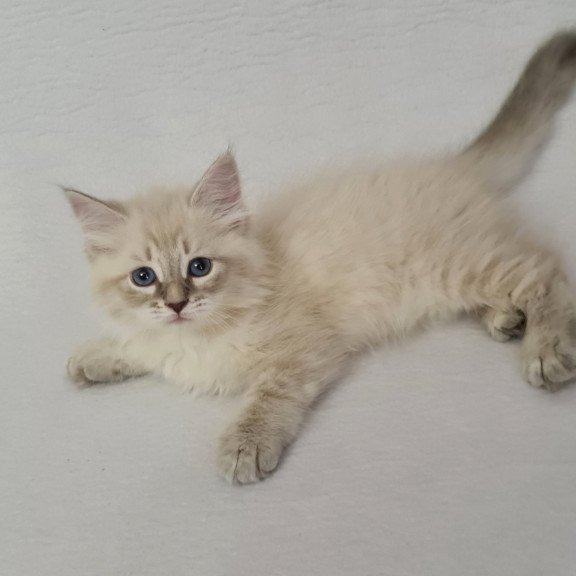 Siberian EZ Bella
