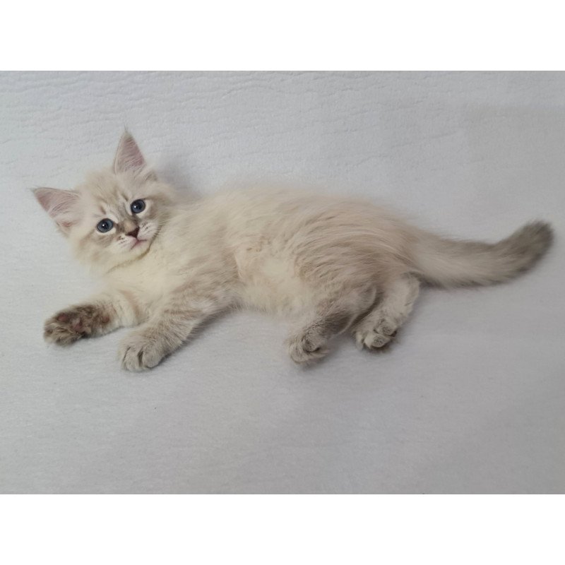 Siberian EZ Bella