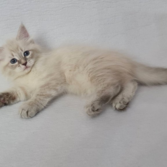 Siberian EZ Bella