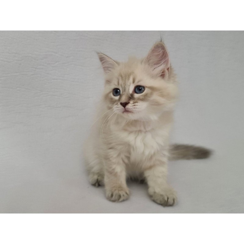 Siberian EZ Bella