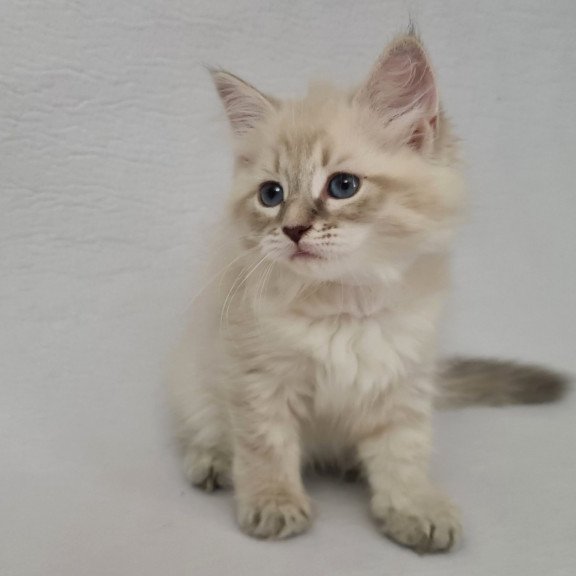Siberian EZ Bella