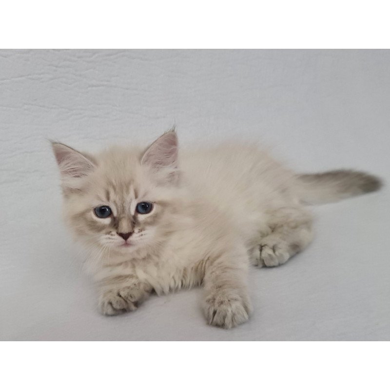 Siberian EZ Bella