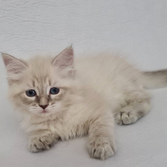 Siberian EZ Bella