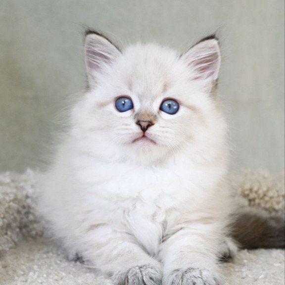 Siberian EZ Karat