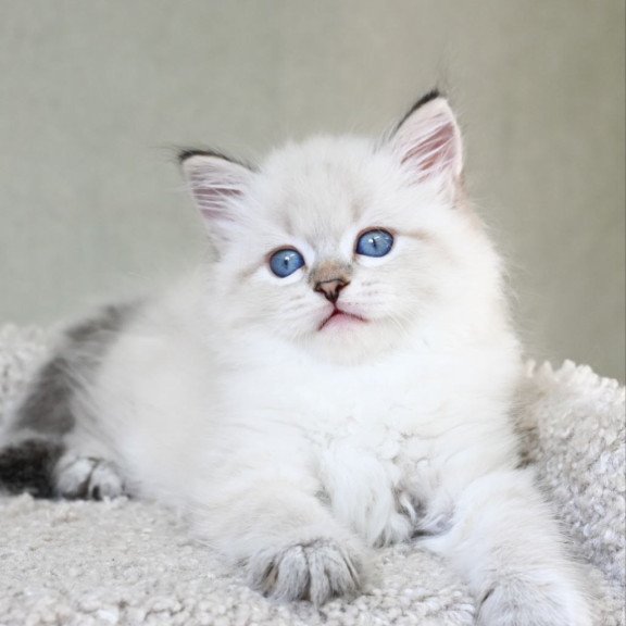 Siberian EZ Karat