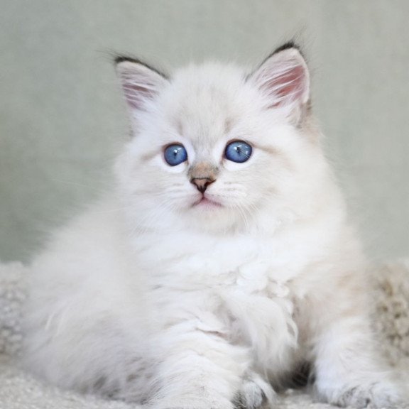 Siberian EZ Karat