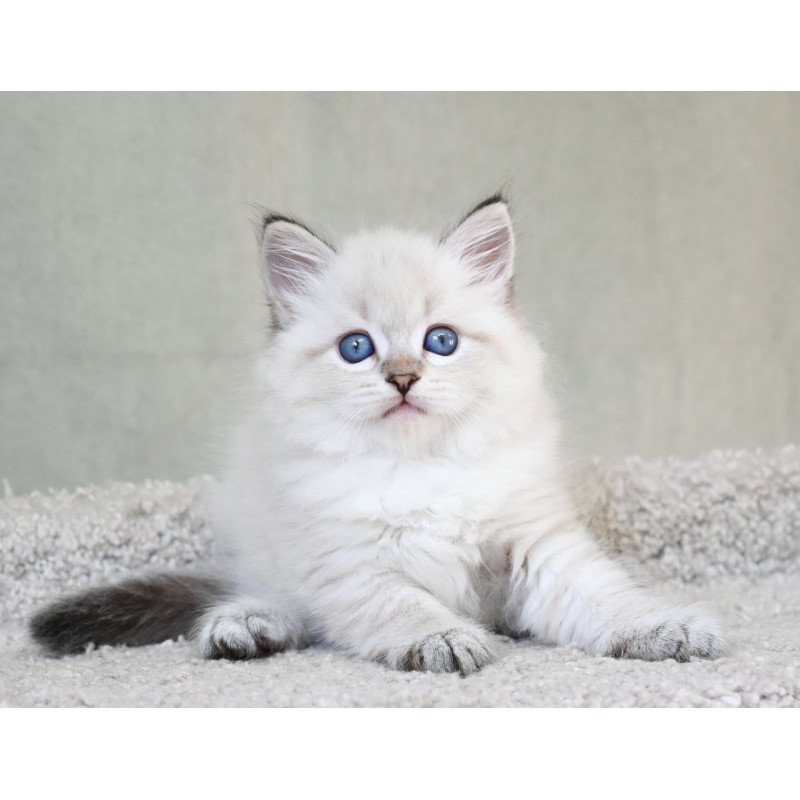 Siberian EZ Karat