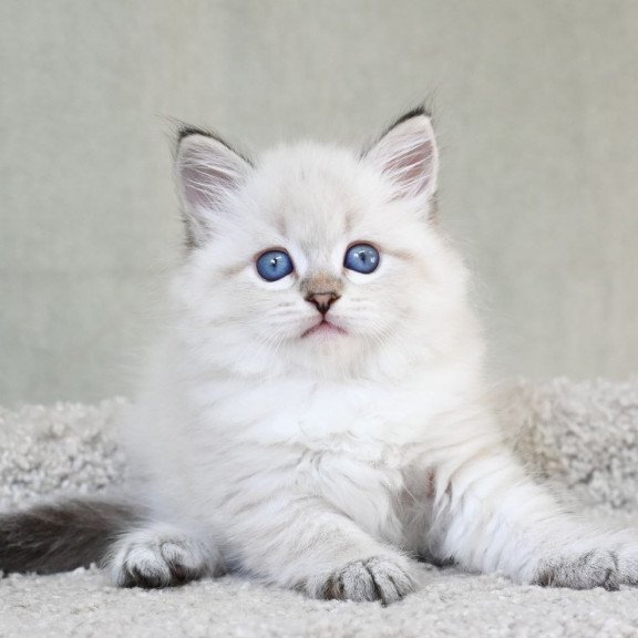 Siberian EZ Karat