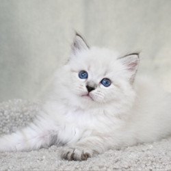 Siberian EZ Kim