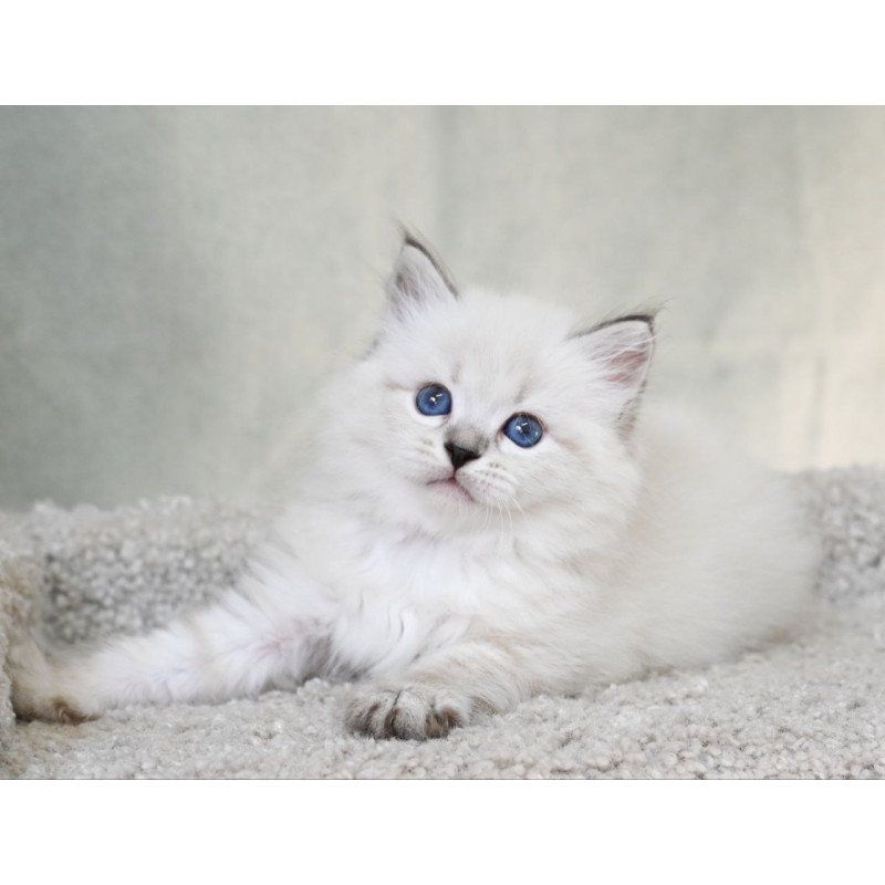 Siberian EZ Kim