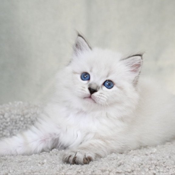 Siberian EZ Kim