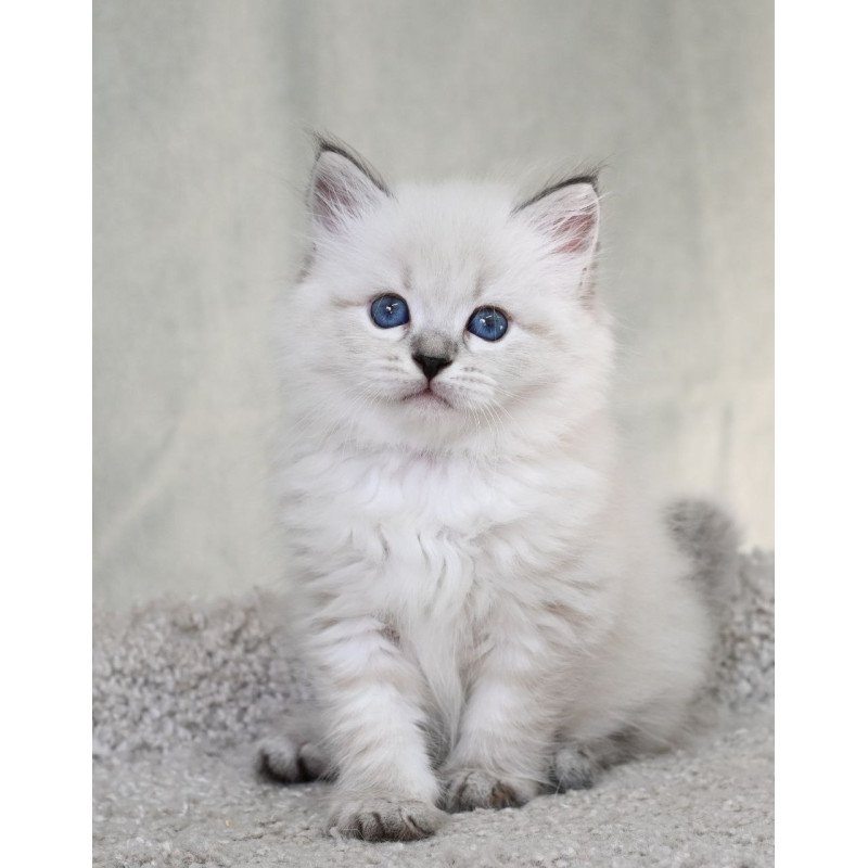 Siberian EZ Kim