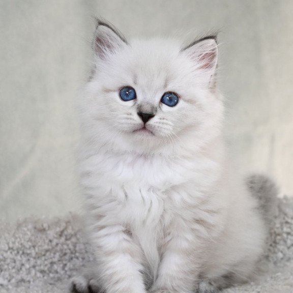 Siberian EZ Kim
