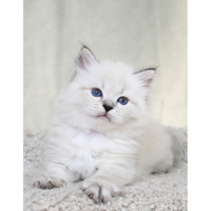 Siberian EZ Kim