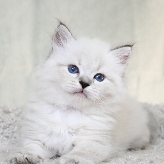 Siberian EZ Kim