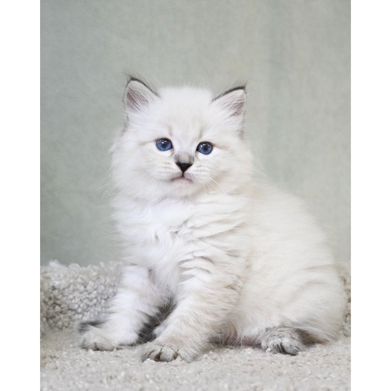 Siberian EZ Kim