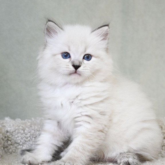 Siberian EZ Kim