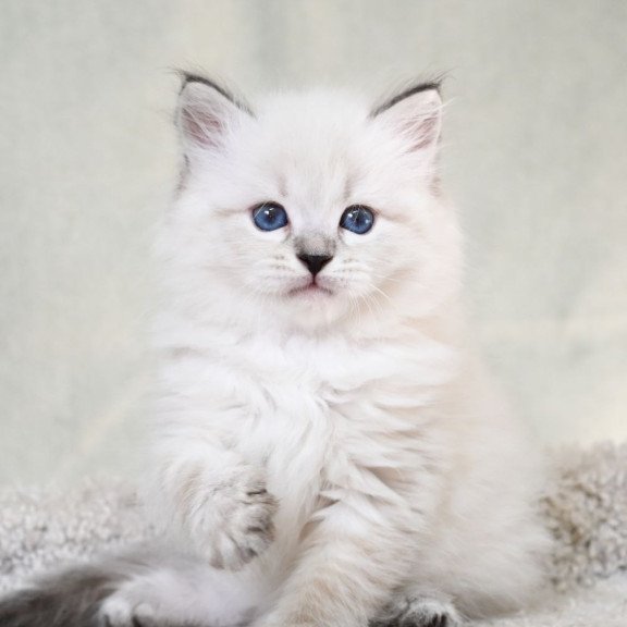 Siberian EZ Kim
