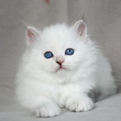 Siberian EZ Holli