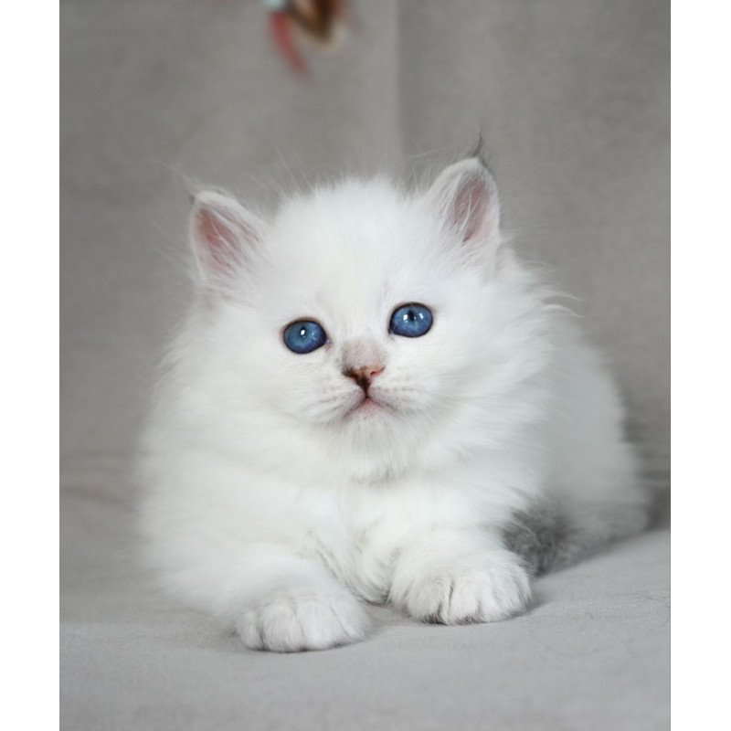 Siberian EZ Holli