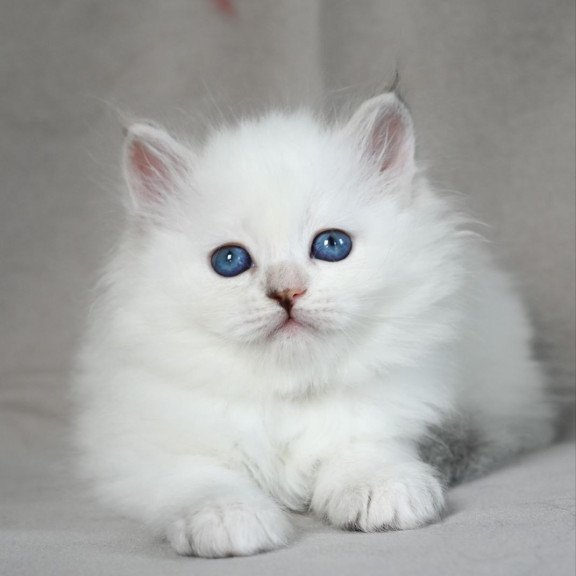Siberian EZ Holli