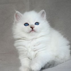 Siberian EZ Holli