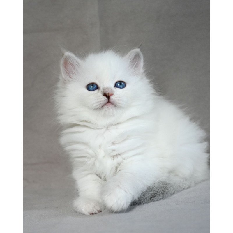 Siberian EZ Holli