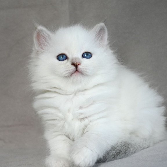 Siberian EZ Holli