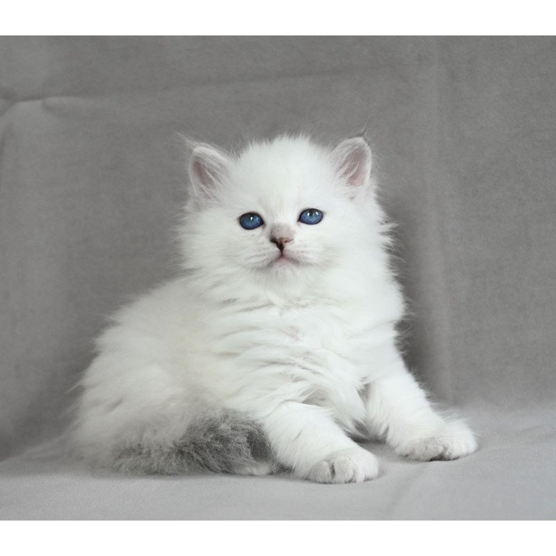 Siberian EZ Holli