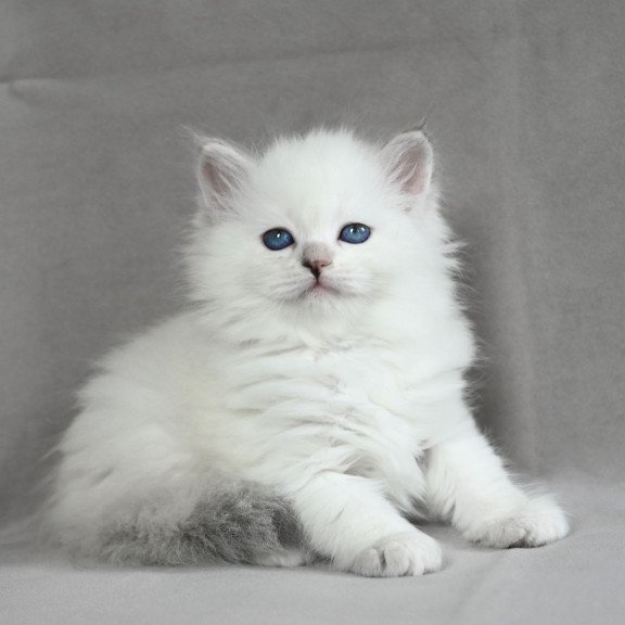 Siberian EZ Holli