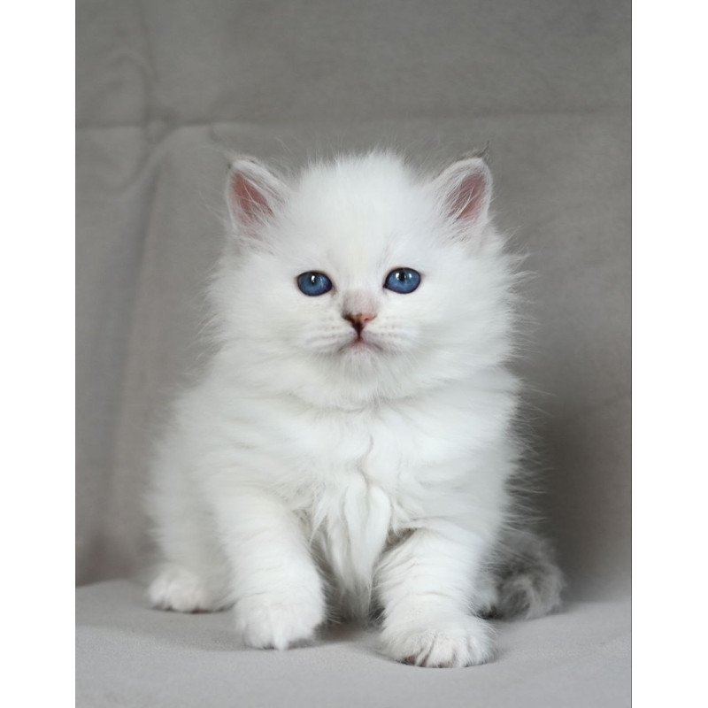 Siberian EZ Holli