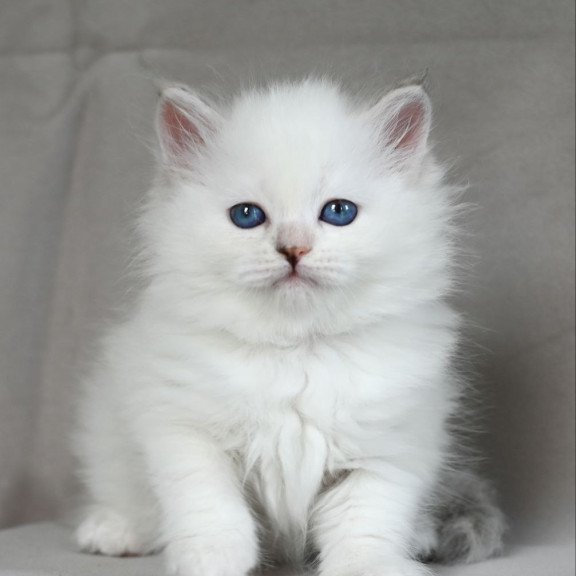 Siberian EZ Holli