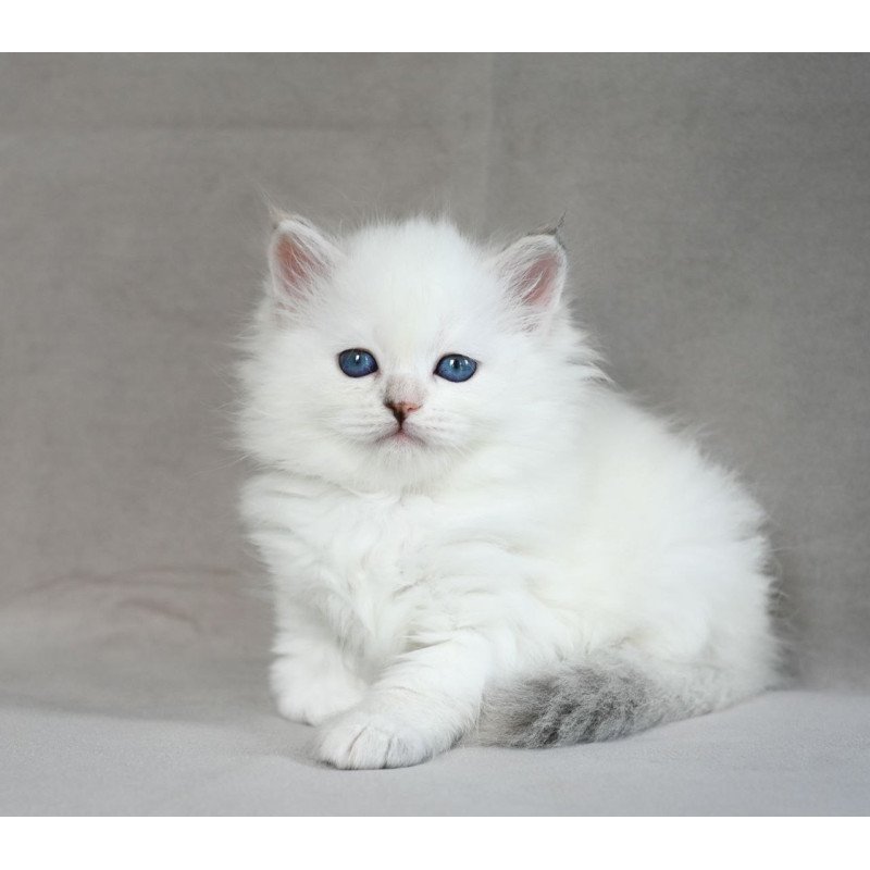 Siberian EZ Holli