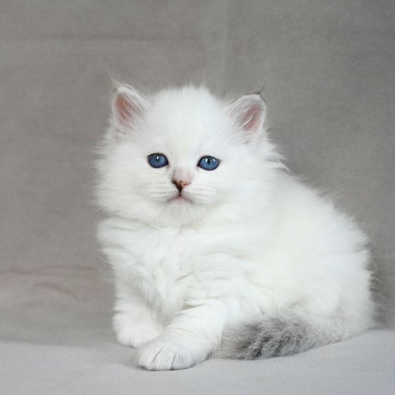 Siberian EZ Holli