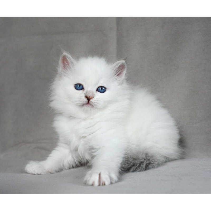 Siberian EZ Holli