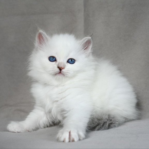 Siberian EZ Holli