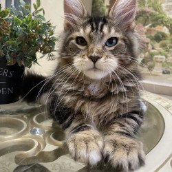 Maine Coon EZ Nordik