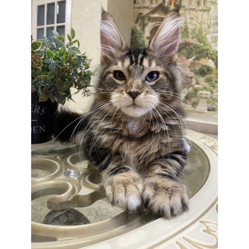 Maine Coon EZ Nordik