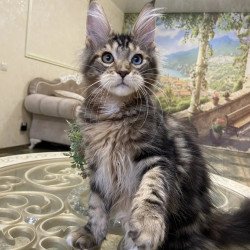 Maine Coon EZ Nordik