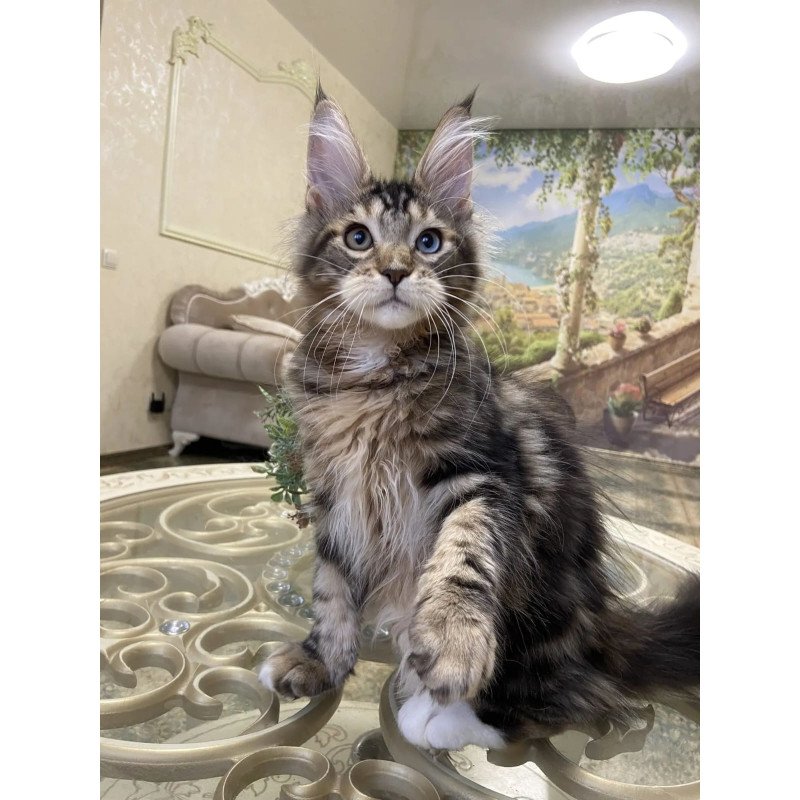 Maine Coon EZ Nordik