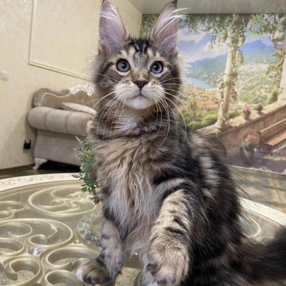 Maine Coon EZ Nordik